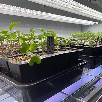 Seedling Propagation & Cloning Rooms