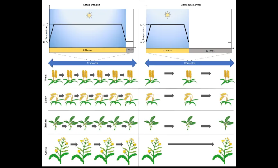 Improve Harvest Cycle