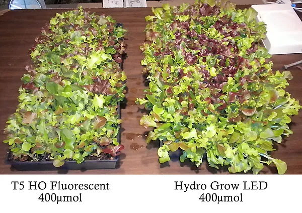 Chlorophyll comes in two primary forms, A and B. These pigments are able to absorb many colors of li