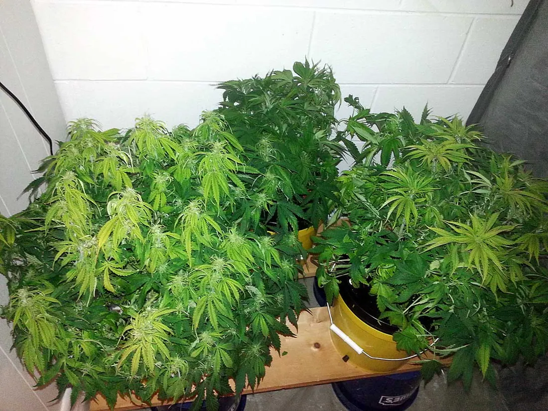 This is especially common in the flowering/budding phase, especially towards the end of flowering wh