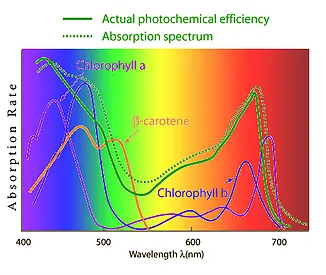 Photosynthesis