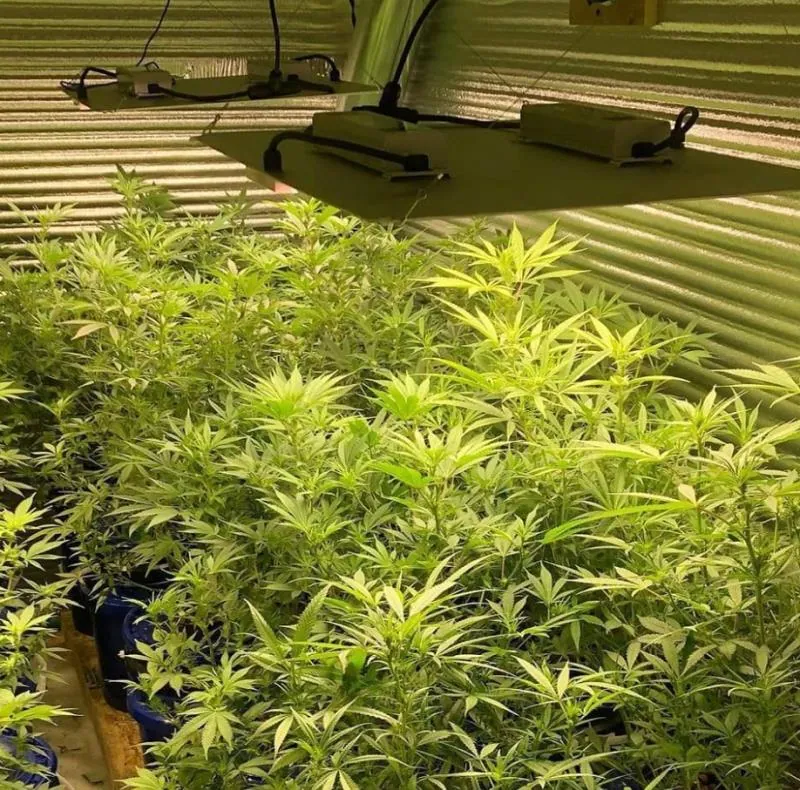 Advantages of LED Grow Lights