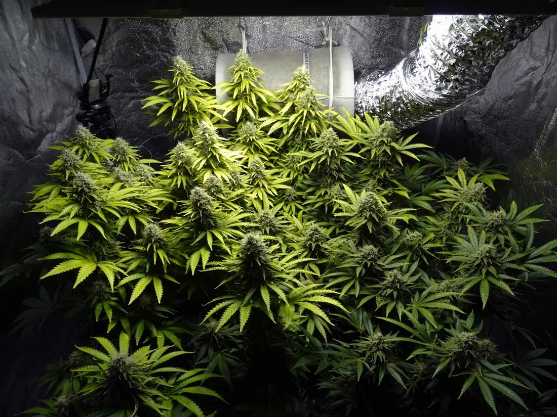 Things to know about LED grow lights…