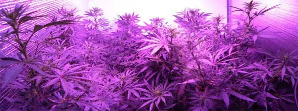 Which LED Grow Lights Work for Cannabis?