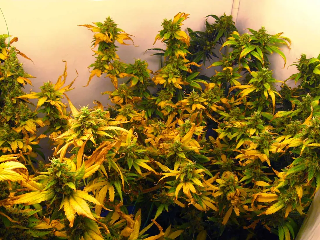 If kept too close, LEDs may cause cannabis leaves to look discolored similar to a nutrient deficienc