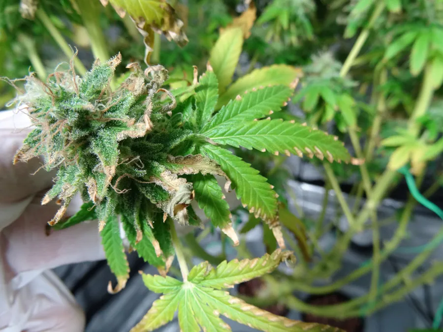 One thing to know about LED grow lights – they grow cannabis differently than other grow lights!