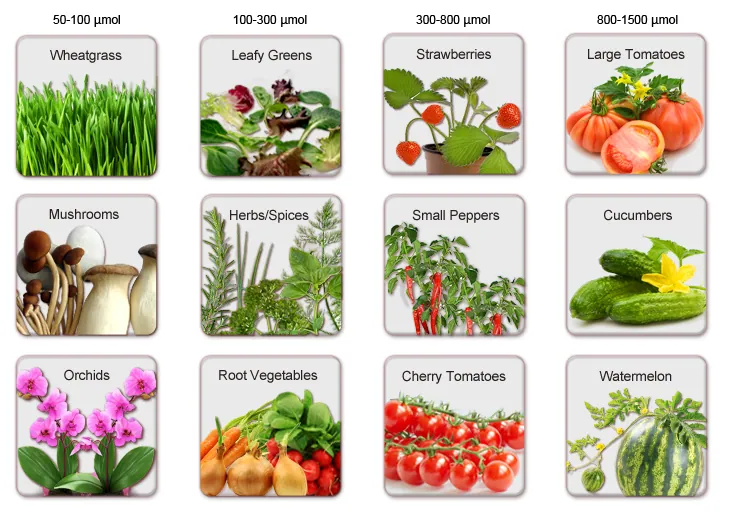 Specialized pigments called Chlorophyll and Carotenoids are responsible for harvesting light energy