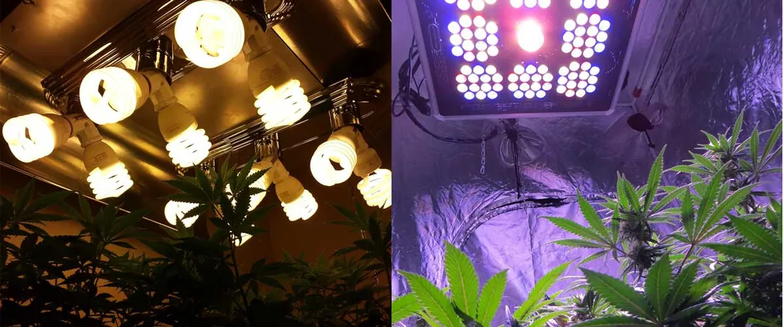 LED grow lights are relatively new to the cannabis growing scene, but they have become wildly popula
