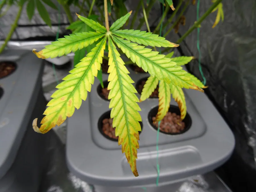 How to Avoid Problems with LED grow lights