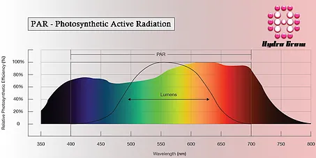 Photosynthesis is the process by which plants convert light into chemical energy for growth. Light p