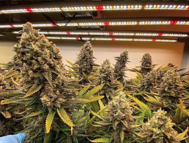 Advantages and Disadvantages of LED Grow Lights