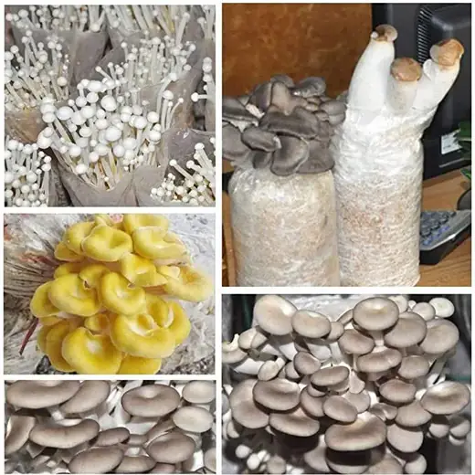 Collage of mushroom photos: white enoki in bags, yellow oysters, and grey oysters fruiting from substrate bags