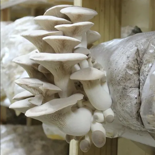 Transparent Plastic Mushroom Grow Bag