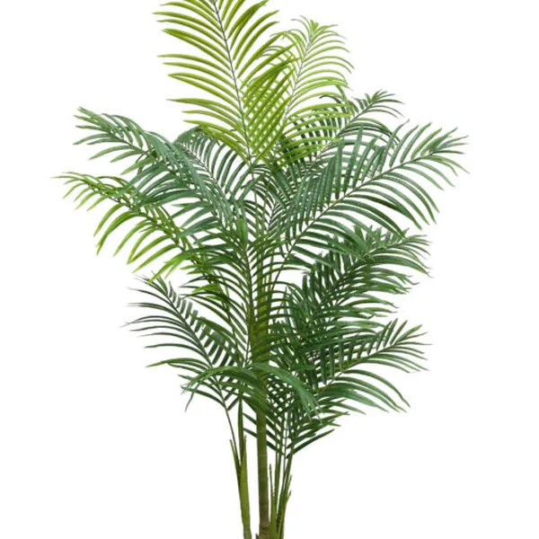 15-Frond KD Queen Palm