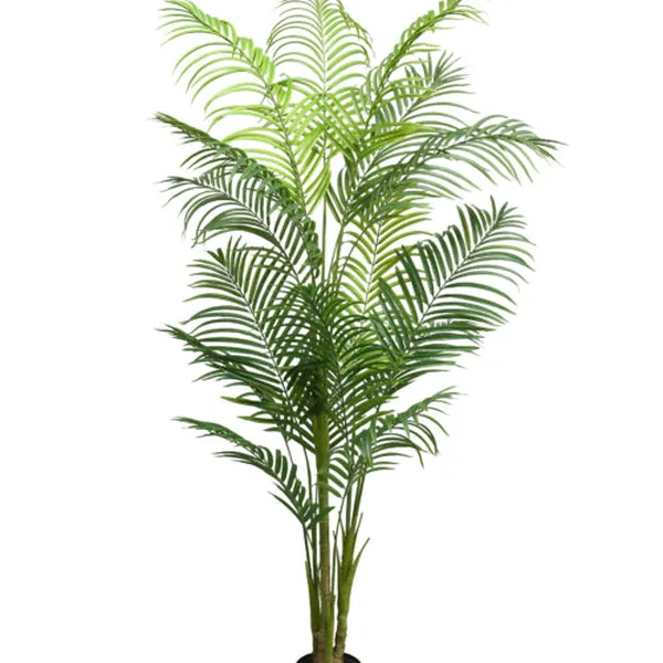 16-Frond KD Queen Palm