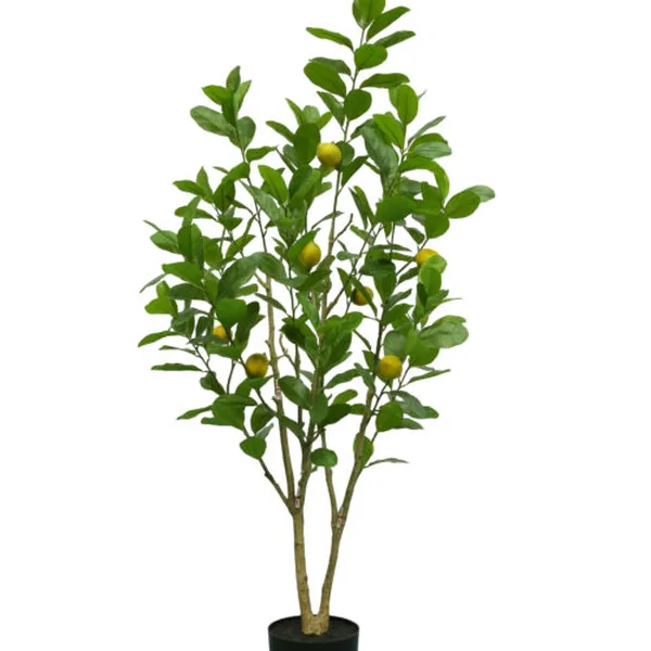 220-Leaf · 8-Fruit KD Lemon Tree