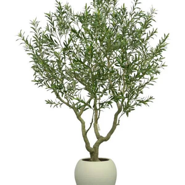 3,150-Leaf Olive — Black Pot