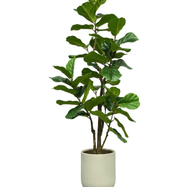 51-Leaf Big-Leaf Ficus (KD)