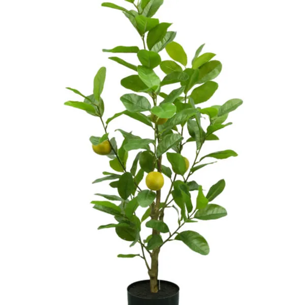 98-Leaf · 8-Fruit Lemon Tree
