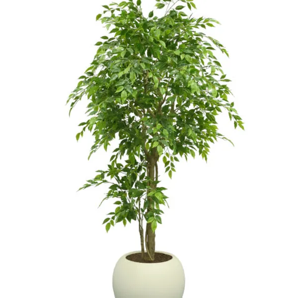 Mini-Leaf Ficus