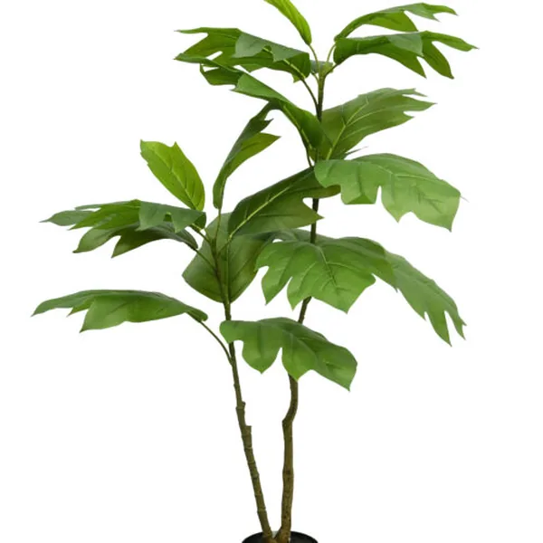 Breadfruit Tree