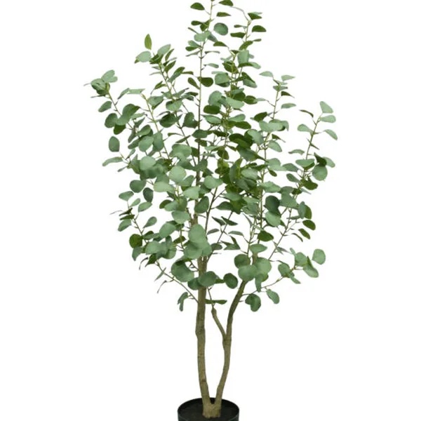 Seeded Eucalyptus