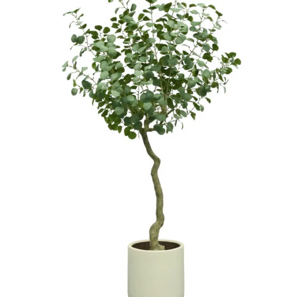 Potted Eucalyptus
