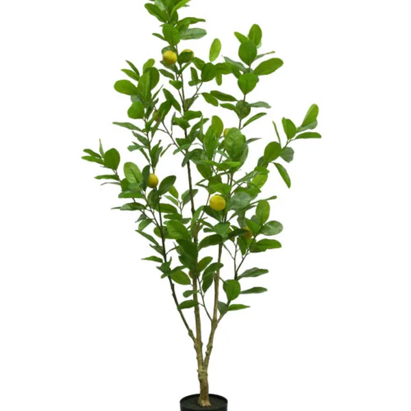 228-Leaf · 8-Fruit Lemon Tree