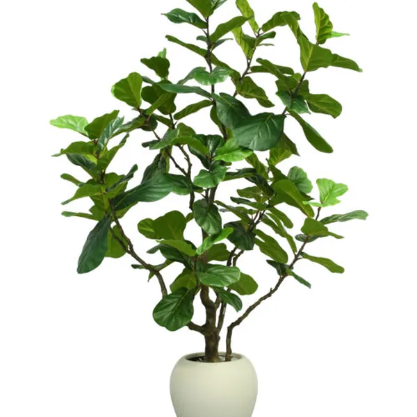 Fiddle-Leaf / Horn Ficus
