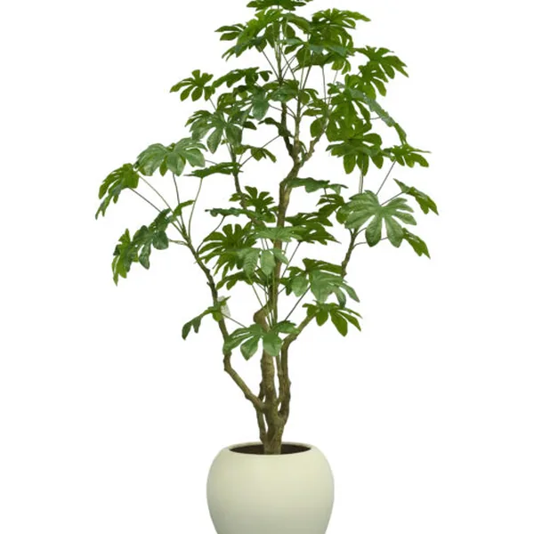 Horn Ficus