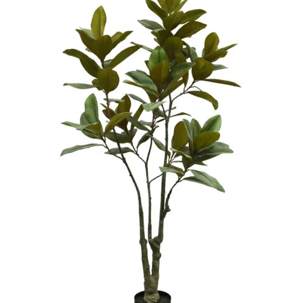 Magnolia Blossom Tree