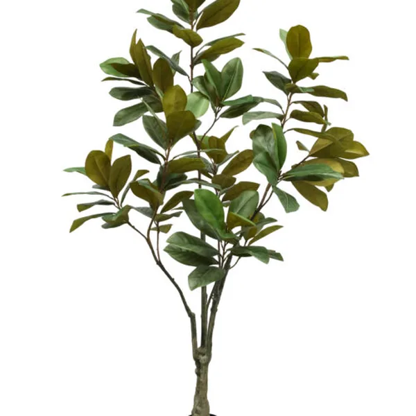 Magnolia Feature Tree