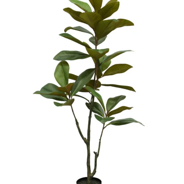Southern Magnolia