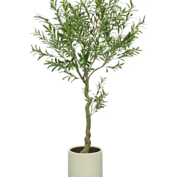 1,170-Leaf Olive Tree