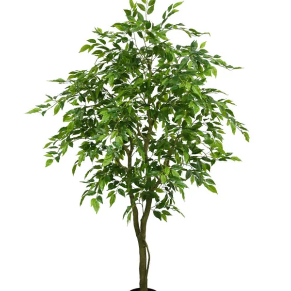 Compact Mini Ficus