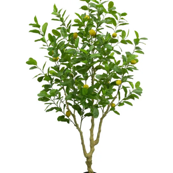 Potted Lemon Tree