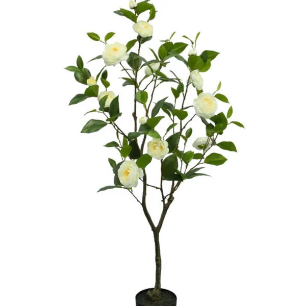 White Camellia