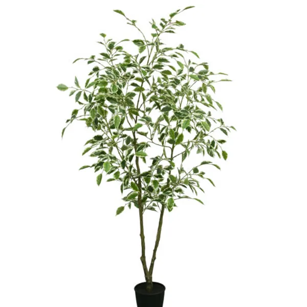 White-Edge Ficus II