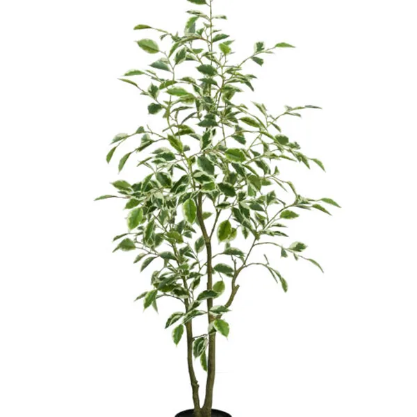 White-Edge Ficus