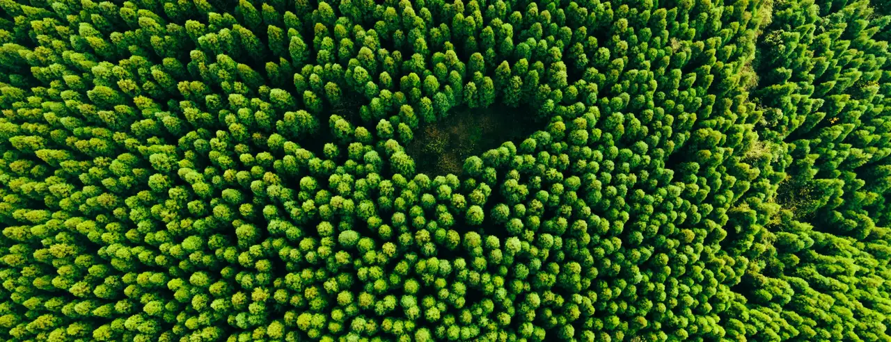 Aerial view of a managed pulpwood plantation, the fibre source behind paper production