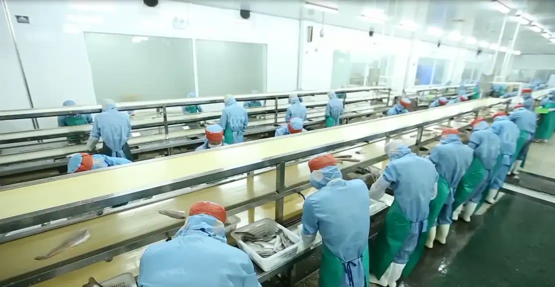 Filleting and trimming line supplying value added processing