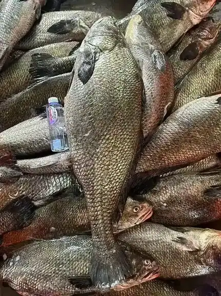 What Is Crisp Grass Carp Science Farming and Culinary Use