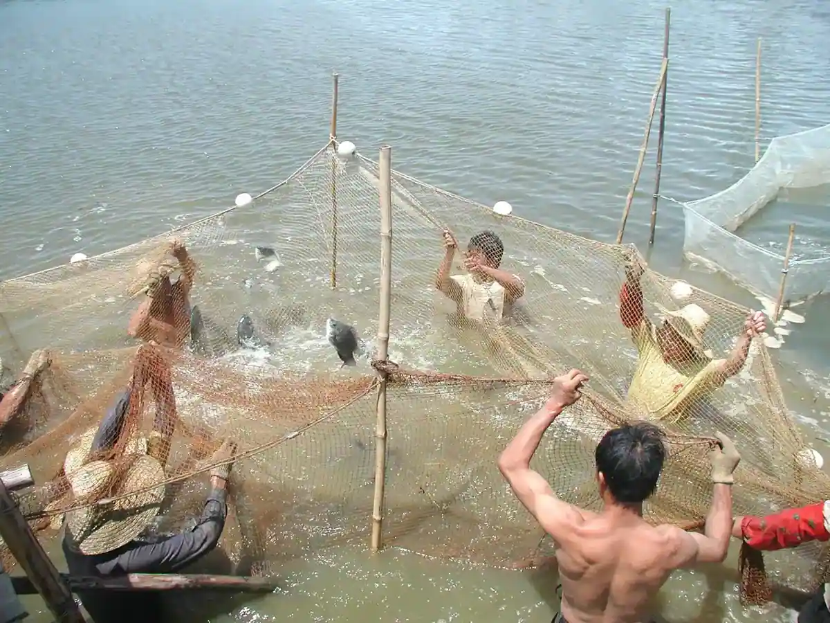 Workers netting farm raised seabass from a brackish water pond in Zhuhai