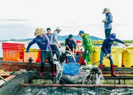 Live fish loaded for the short haul from farm to processing plant