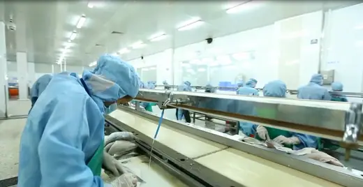 Packing line producing retail ready vacuum packs at CHF Seafood