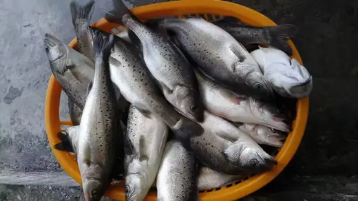 Spotted Sea Bass vs Other Sea Bass Species Explained