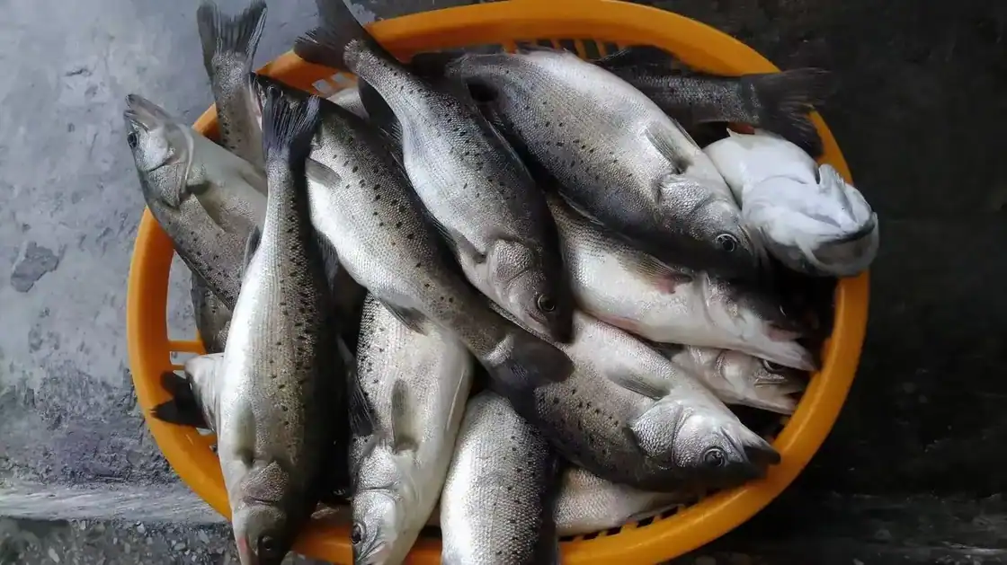 Spotted Sea Bass vs Other Sea Bass Species Explained