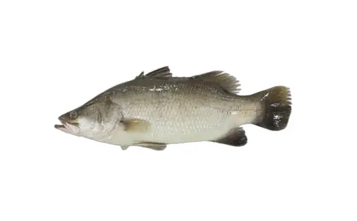Frozen barramundi produced at the CHF Seafood plant in Zhuhai China