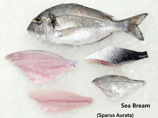 What Is Sea Bream Sparus aurata