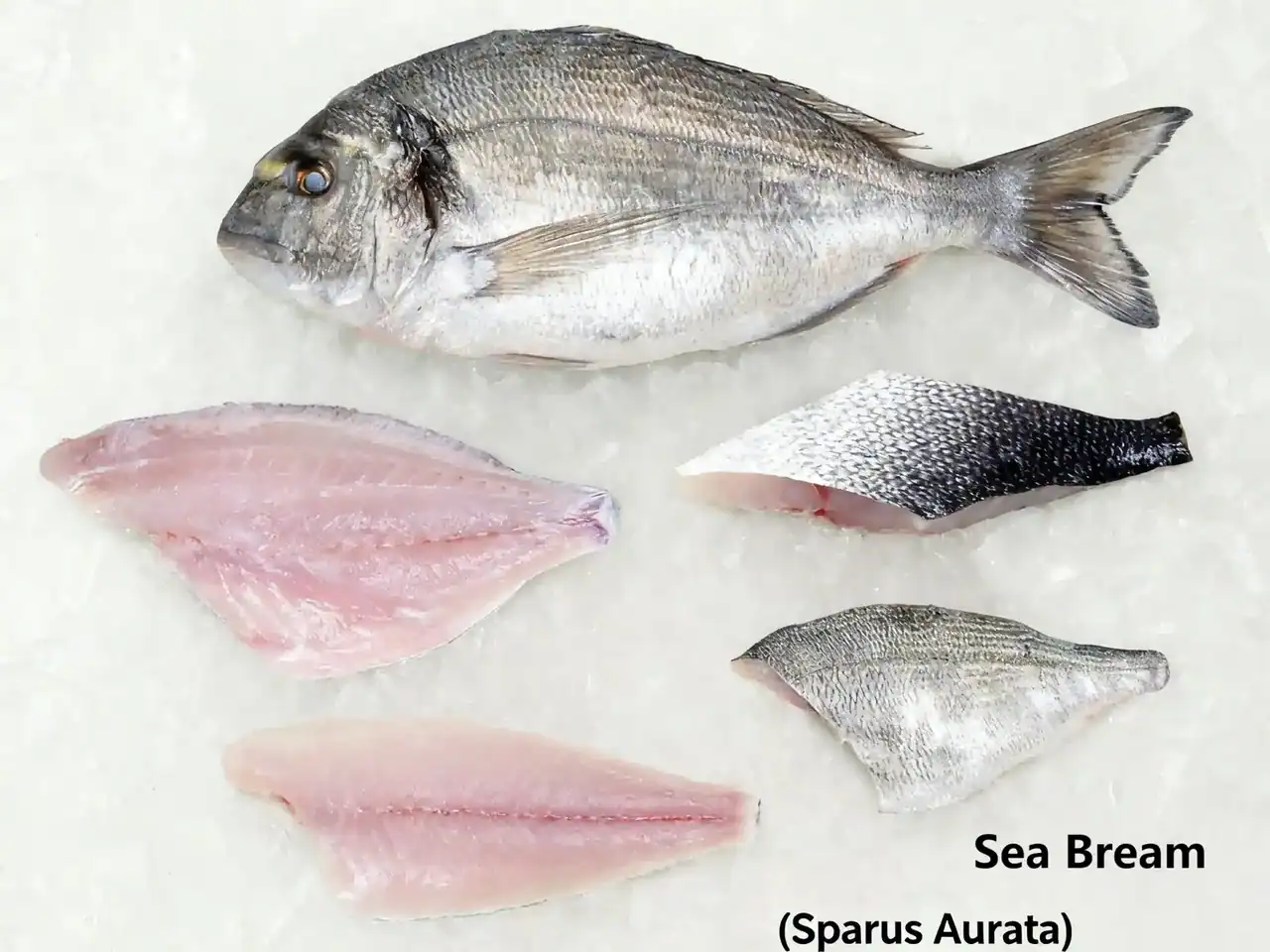 What Is Sea Bream Sparus aurata